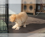 Small Photo #62 Goldendoodle Puppy For Sale in HARTFORD, CT, USA