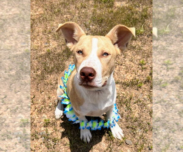 Medium Photo #5 American Pit Bull Terrier-Unknown Mix Puppy For Sale in Bryant, AR, USA