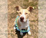 Small #4 American Pit Bull Terrier Mix