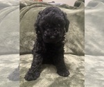 Small #1 Poodle (Toy)
