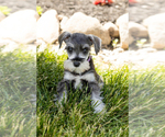 Small Photo #19 Schnauzer (Miniature) Puppy For Sale in MILLERSBURG, IN, USA