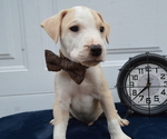 Small Photo #3 American Pit Bull Terrier Puppy For Sale in HONEY BROOK, PA, USA