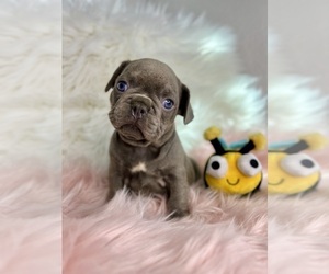 French Bulldog Puppy for sale in OJAI, CA, USA