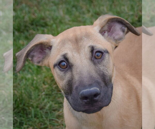 Medium Photo #1 Black Mouth Cur-German Shepherd Dog Mix Puppy For Sale in Huntley, IL, USA