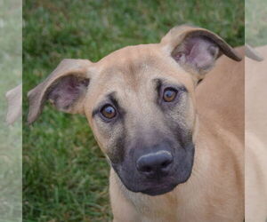 Black Mouth Cur-German Shepherd Dog Mix Dogs for adoption in Huntley, IL, USA