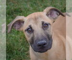 Small Black Mouth Cur-German Shepherd Dog Mix