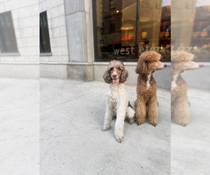 Father of the Double Doodle puppies born on 04/24/2026