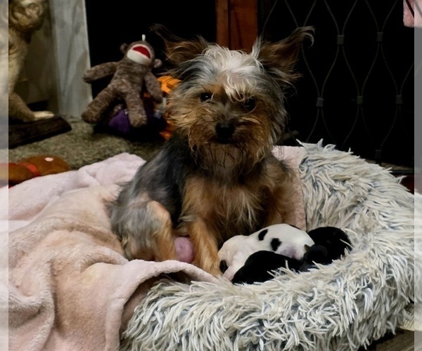Medium Photo #1 Yorkshire Terrier Puppy For Sale in ALEXANDER CITY, AL, USA