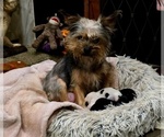 Small Photo #1 Yorkshire Terrier Puppy For Sale in ALEXANDER CITY, AL, USA