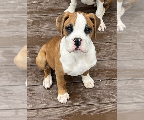 Medium Photo #1 Boxer Puppy For Sale in MURFREESBORO, TN, USA