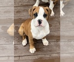 Small Photo #1 Boxer Puppy For Sale in MURFREESBORO, TN, USA