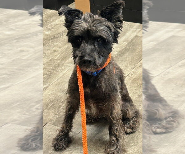 Medium Photo #1 Mutt Puppy For Sale in Ellijay, GA, USA