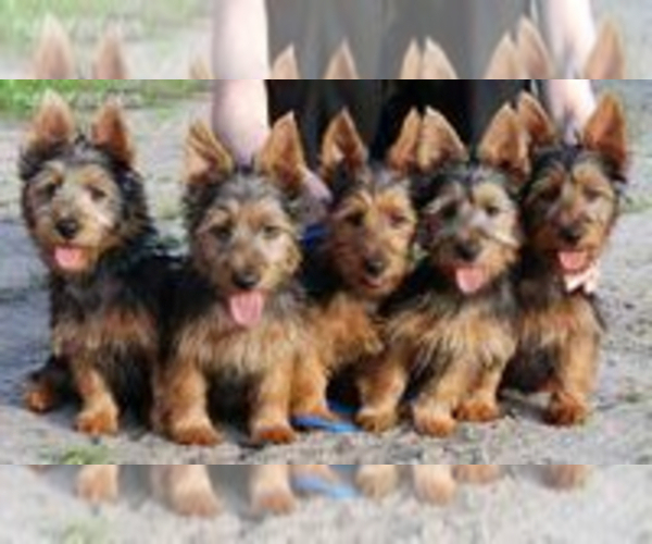 Medium Photo #1 Australian Terrier Puppy For Sale in WHITEWOOD, SD, USA