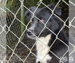 Small #3 Border Collie-Retriever  Mix