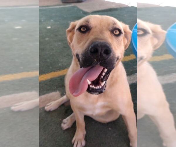 Medium Photo #14 Mutt Puppy For Sale in Apple Valley, CA, USA