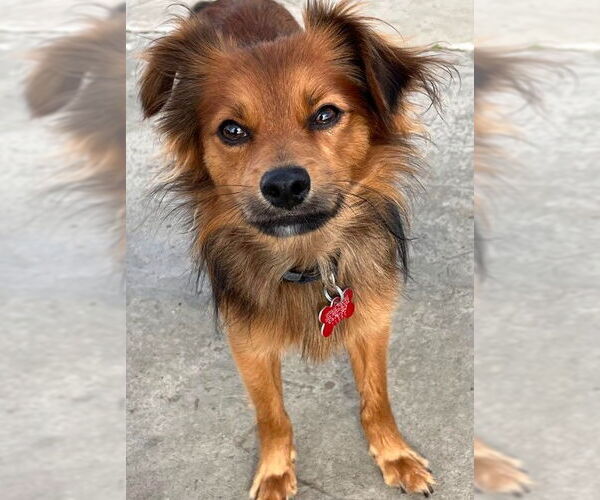 Medium Photo #2 Chiranian Puppy For Sale in San Diego, CA, USA