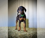 Small #9 Doberman Pinscher