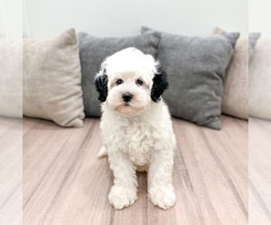 Bernedoodle (Miniature) Puppy for sale in DUNDEE, OH, USA