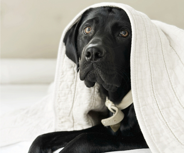 Medium Photo #1 Labrador Retriever Puppy For Sale in ENCINITAS, CA, USA