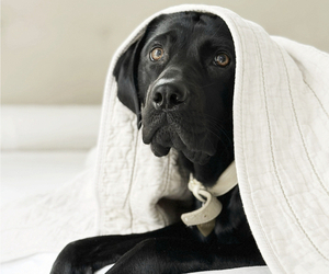Mother of the Labrador Retriever puppies born on 06/17/2026