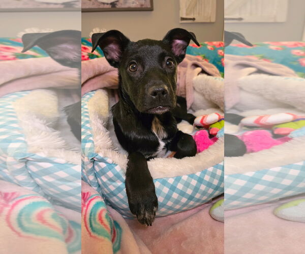 Medium Photo #2 Labrador Retriever-Unknown Mix Puppy For Sale in Sykesville, MD, USA