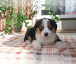 Small #5 Collie Mix