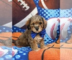 Small Photo #2 Lhasa-Poo Puppy For Sale in LINCOLN UNIVERSITY, PA, USA