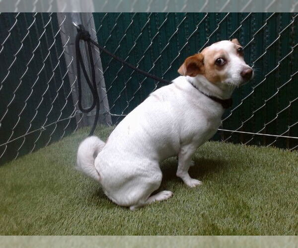 Medium Photo #1 Chihuahua-Unknown Mix Puppy For Sale in Downey, CA, USA