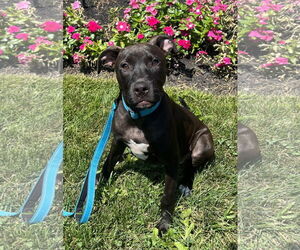 Labrador Retriever-Unknown Mix Dogs for adoption in Mount Laurel, NJ, USA