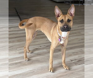 Cali - Female American Staffordshire Terrier-Unknown Mix Dog for Adoption - Photo #3