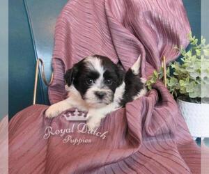 Zuchon Puppy for sale in LE MARS, IA, USA