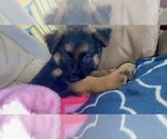 Small Photo #5 German Shepherd Dog Puppy For Sale in KINGSPORT, TN, USA
