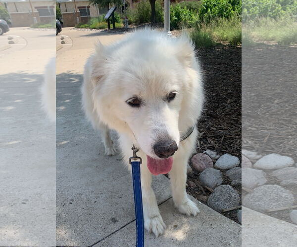 Medium Photo #3 Great Pyrenees Puppy For Sale in Dallas, TX, USA