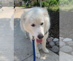 Small #2 Great Pyrenees