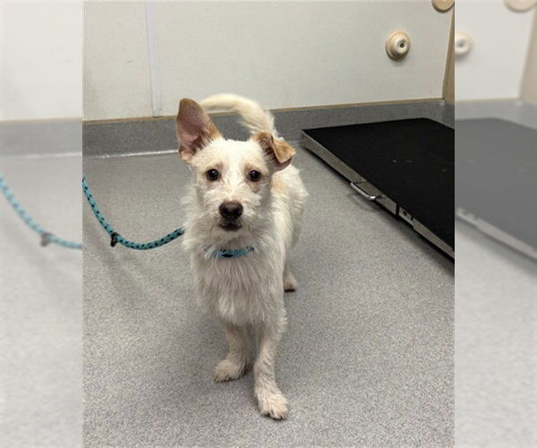 Medium Photo #1 Mutt Puppy For Sale in Rancho Cucamonga, CA, USA