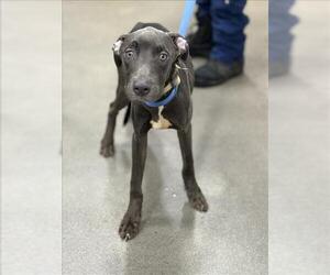 Great Dane-Unknown Mix Dogs for adoption in Forestville, MD, USA
