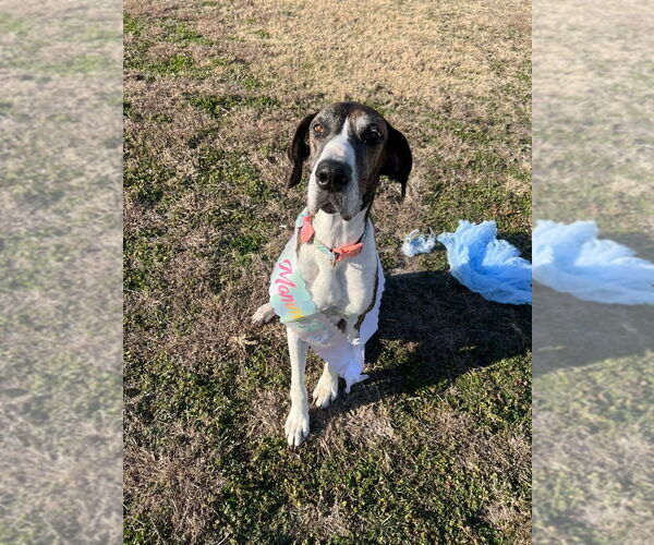 Medium Photo #4 Great Dane Puppy For Sale in Bullard, TX, USA