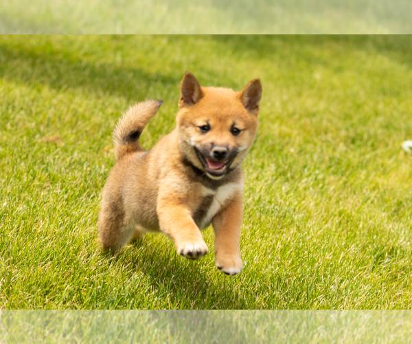 Medium Photo #1 Shiba Inu Puppy For Sale in MILLERSBURG, IN, USA
