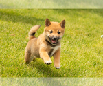 Puppy Jasper Shiba Inu