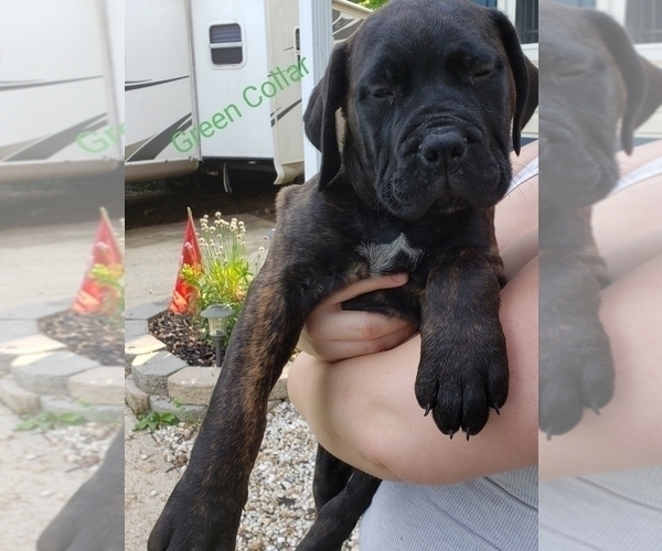 Medium Photo #1 Bullmastiff Puppy For Sale in GLEN BURNIE, MD, USA