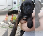 Small Photo #1 Bullmastiff Puppy For Sale in GLEN BURNIE, MD, USA