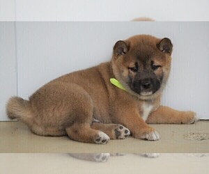 Shiba Inu Puppy for sale in FREDERICKSBG, OH, USA
