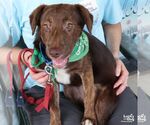Small #4 Labrador Retriever Mix