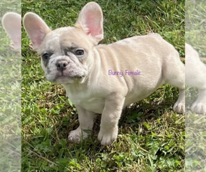 French Bulldog Puppy for sale in SCHOHARIE, NY, USA