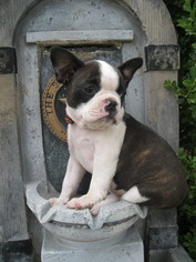 Boston Terrier Puppy for sale in SAN ANTONIO, TX, USA
