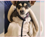 Small #1 Chihuahua Mix