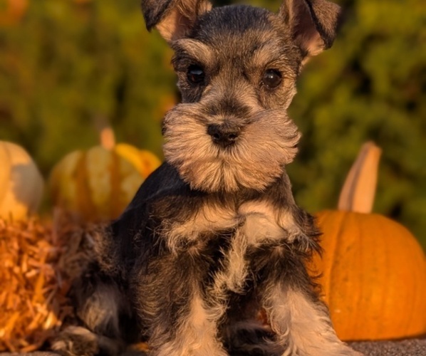 Medium Photo #14 Schnauzer (Miniature) Puppy For Sale in GOSHEN, IN, USA