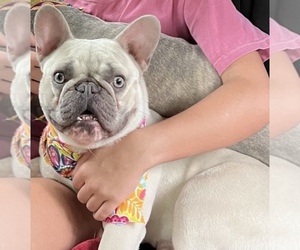 Mother of the French Bulldog puppies born on 04/04/2025