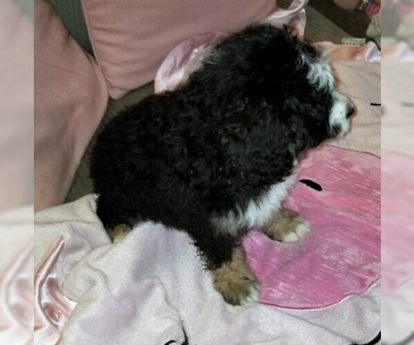 Medium Photo #4 Miniature Bernedoodle Puppy For Sale in BELLVILLE, OH, USA