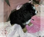Small Photo #4 Miniature Bernedoodle Puppy For Sale in BELLVILLE, OH, USA